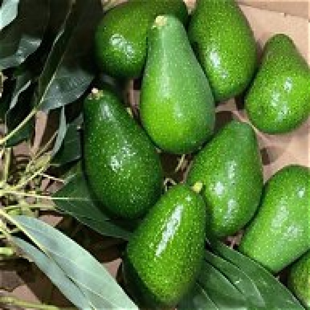 avocabo bacon4